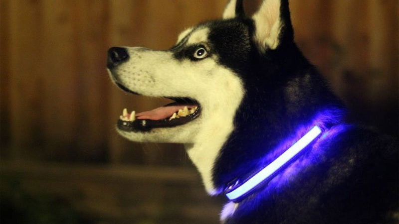 👉 Livy’s Night Glow Safety Collar 🌙🐶 LED Light-Up Collar for Dogs